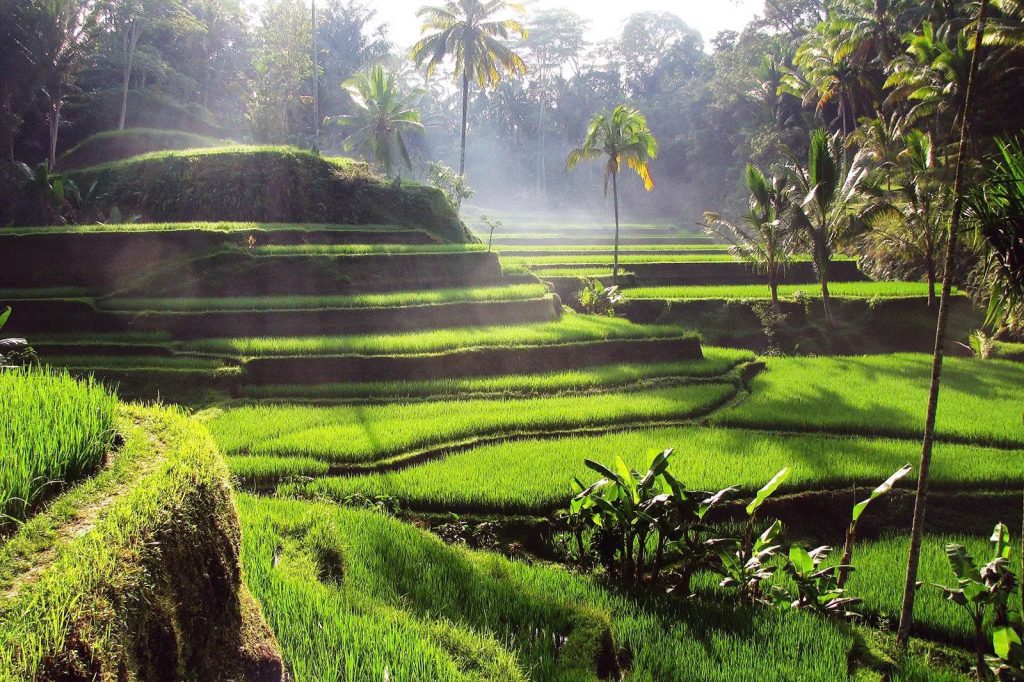 Top 15 Things to Do in Bali: Ultimate Bucket List 7 9