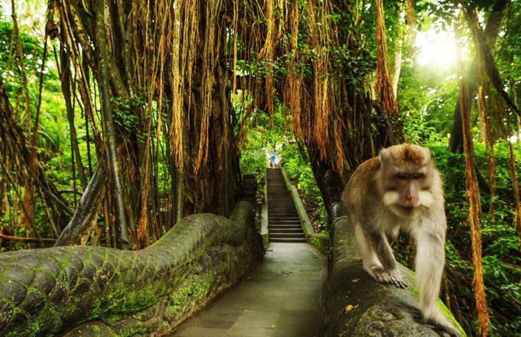 Top 15 Things to Do in Bali: Ultimate Bucket List 9.1