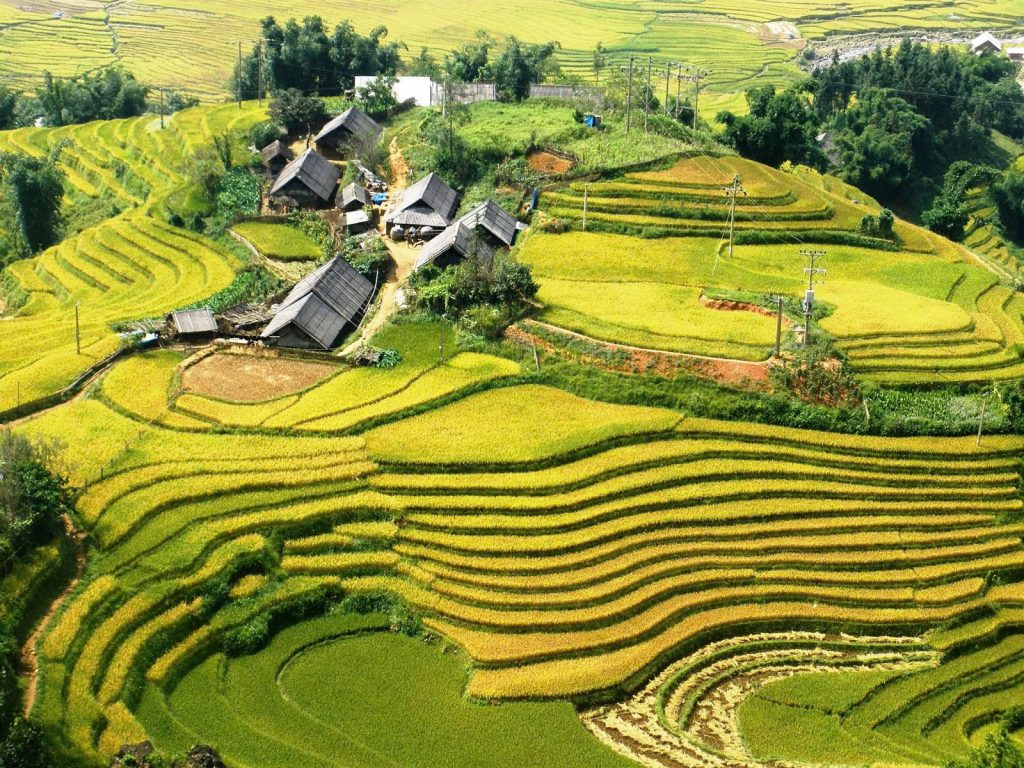 Best Time to Visit Sapa for Rice Terraces: Your Planning Guide lao chao 3