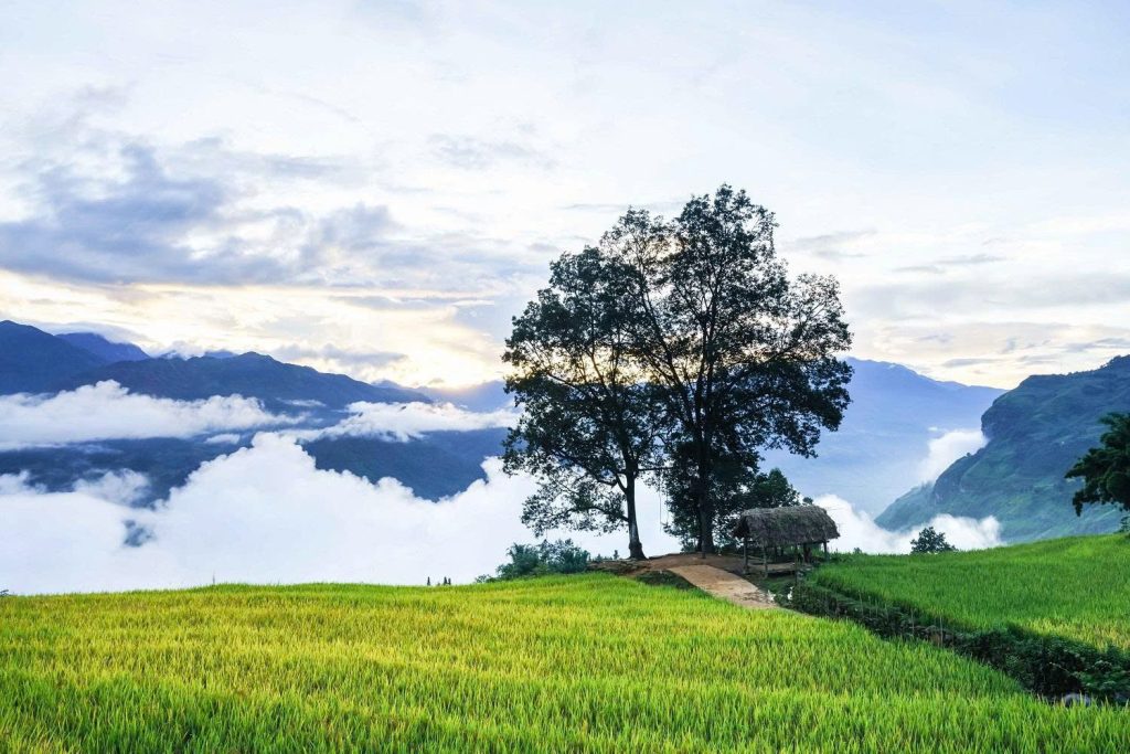 Top Hiking Trails in Northern Vietnam: Your Ultimate Guide y ty
