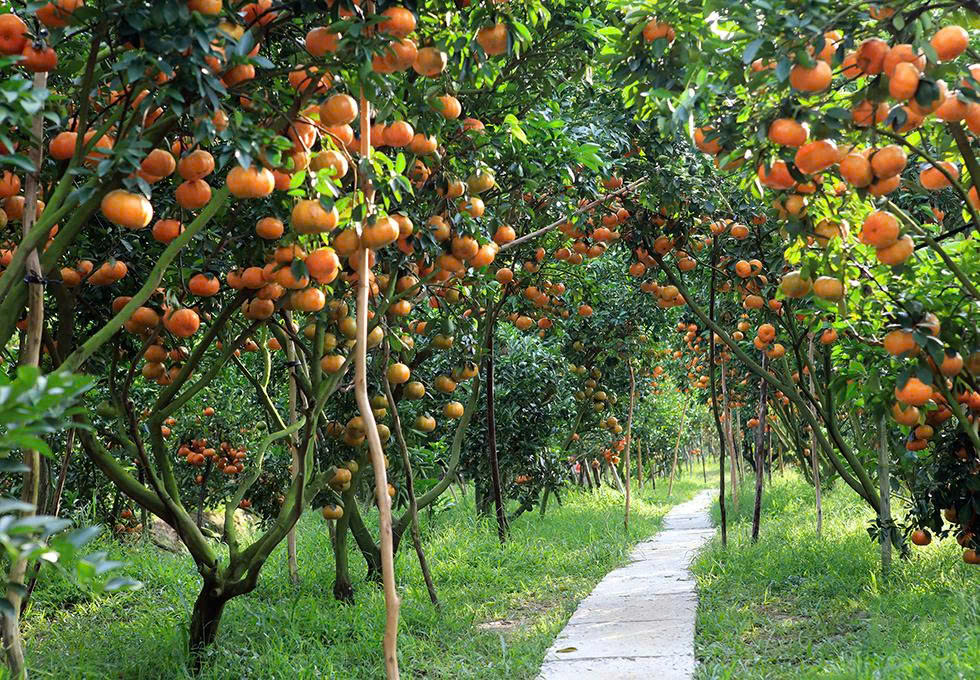 The Perfect 3-Day Mekong Delta Itinerary z7021904355046 e3cfa19db9d309a09402dc2d5a1df872