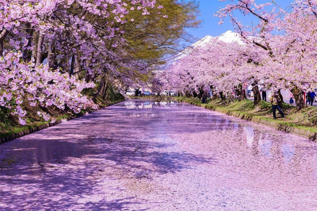 Japan Itinerary for First Time Visitors: 7, 10, 14 Days spring3