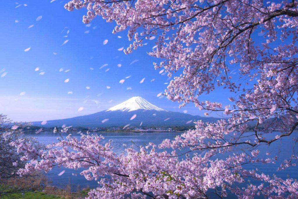 Ultimate 14-Day Japan Itinerary for First-Time Visitors spring2 1