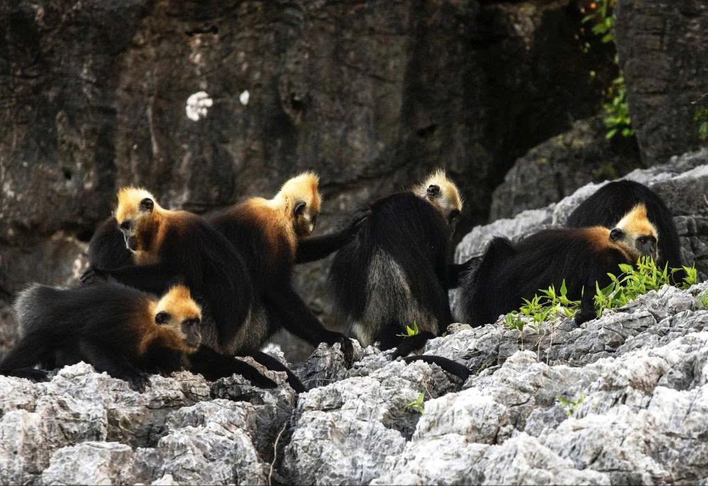 Cat Ba Island Hailed as 'Southeast Asia's Finest' by US Magazine A Black-faced Leaf Monkey (or Golden-headed Langur) living on Cat Ba Island. Photo by Mai Sy Luan.