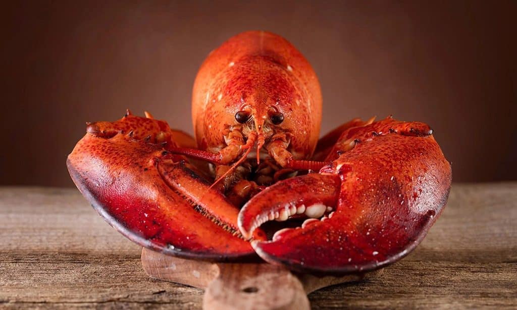 Lobster