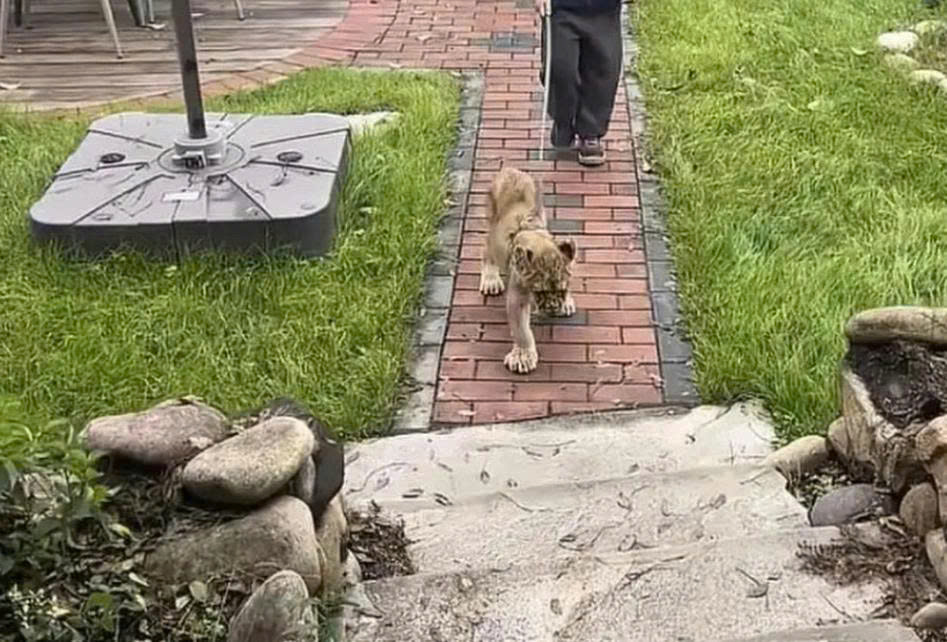 Chinese Resort's Lion Cub Wake-Up Service Sparks Controversy A resort staff member is leading a lion cub into a guest room for the wake-up service. Photo: Baidu.
