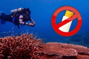 Thailand Fines Visitors 100,000 baht for Using Reef-Harming Sunscreen 1 22