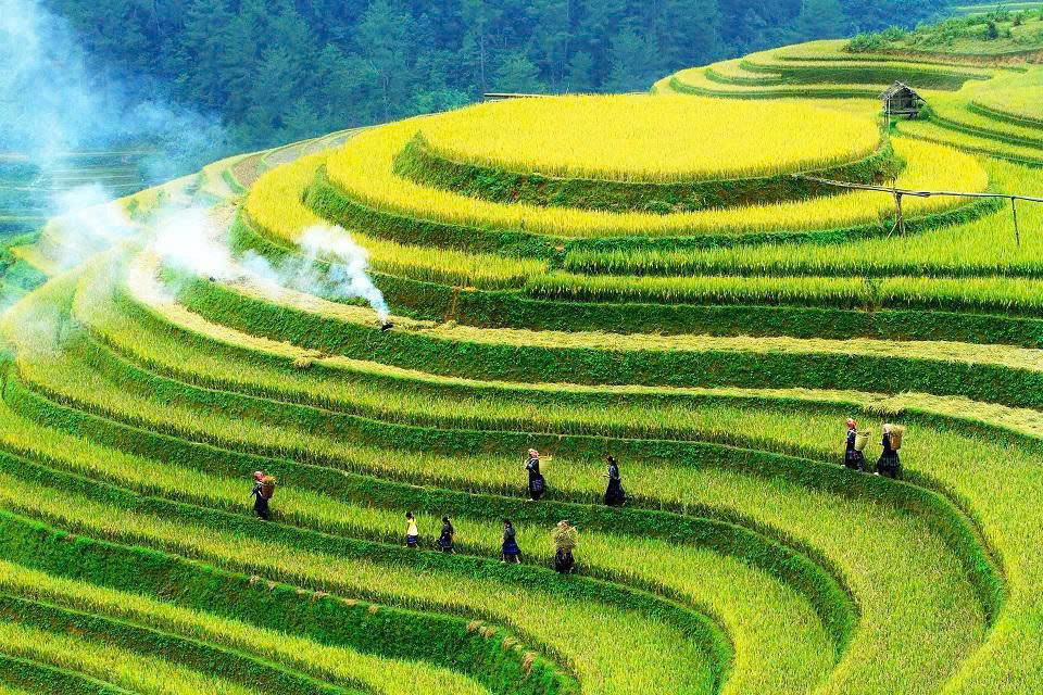 Best Time to Visit Sapa for Rice Terraces Best Time to Visit Sapa for Rice Terraces