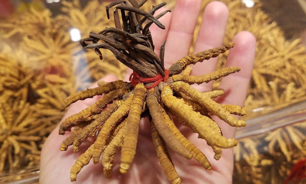 7 Expensive Foods That Were Once Poor People's Fare caterpillar fungus