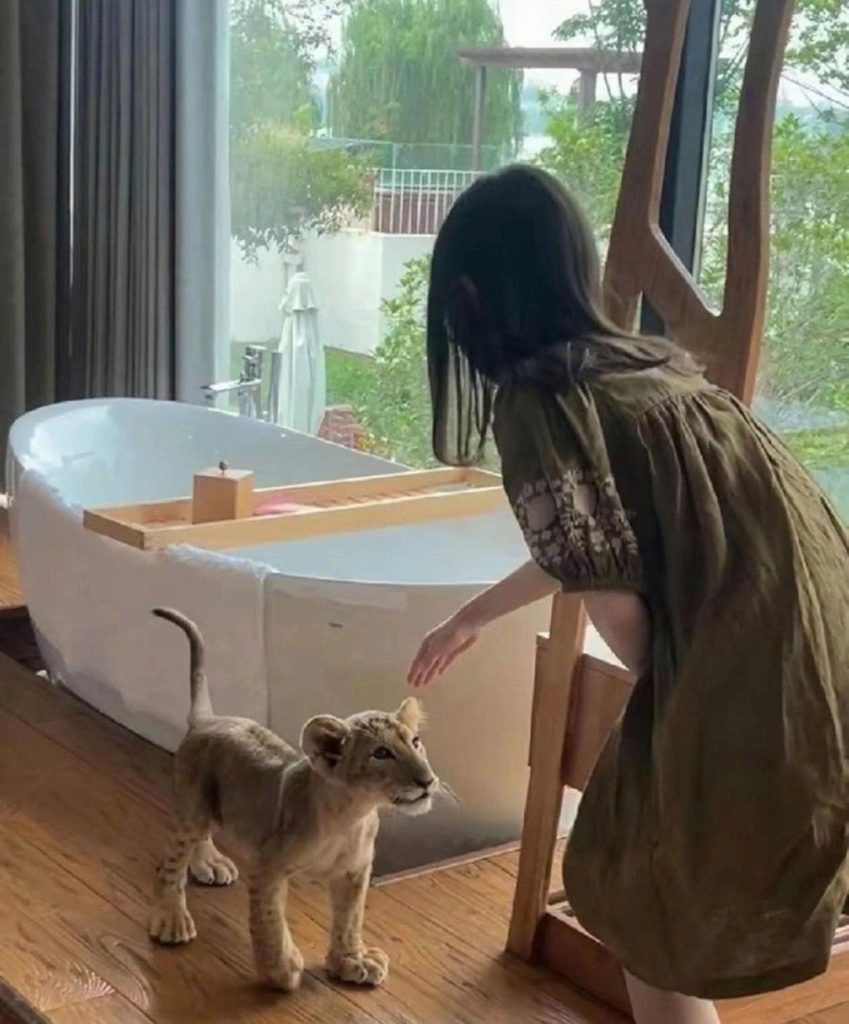Chinese Resort's Lion Cub Wake-Up Service Sparks Controversy A child guest playing with a lion cub at the resort. Photo: United daily.